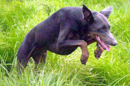 Cane attacca un bimbo e gli stacca un orecchio