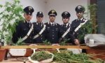 Capriate, coltivava marijuana in casa, arrestato