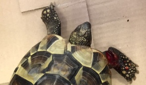 Era ferita e sanguinante: tartaruga salvata