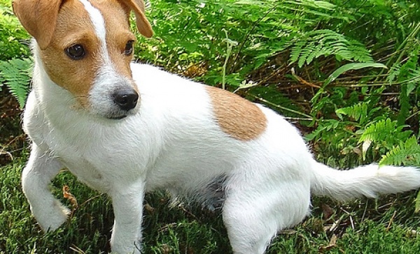 Frontale tra auto, il cane fugge terrorizzato e scompare