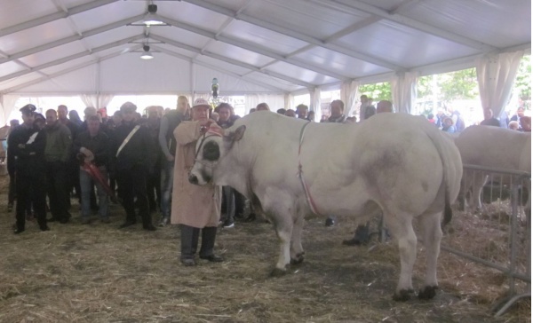 Gli animalisti protestano con #vergognainzago, il Comune pronto a querelarli