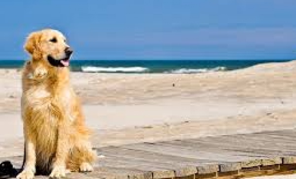 In spiaggia con “Fido”, vi diciamo dove si può