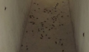 Invasione di scarafaggi in un palazzo a Cassano
