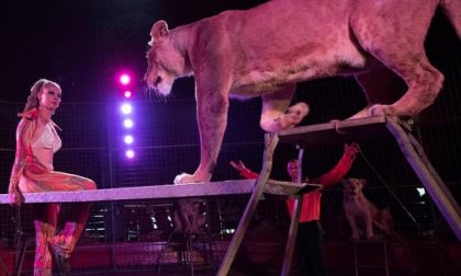 Protesta contro il circo, ma gli animali restano... in box