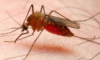 Malaria in Lombardia. Gallera: "Non  necessaria profilassi"