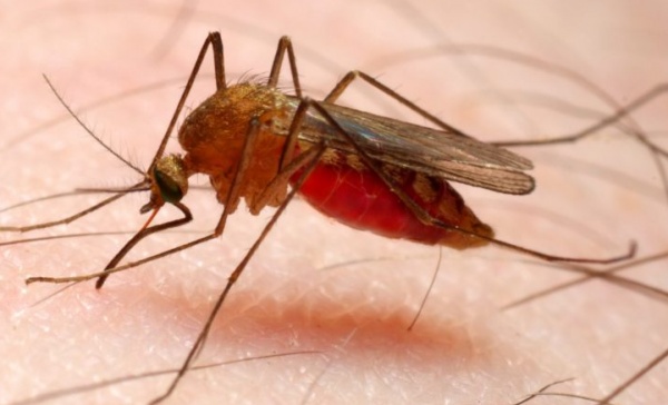 Malaria in Lombardia. Gallera: “Non  necessaria profilassi”