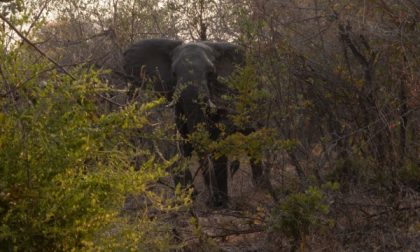 Pozzo: safari con il brivido,caricato da un elefante