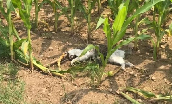 Pozzuolo, una fiaccolata per il gatto fatto esplodere con i petardi