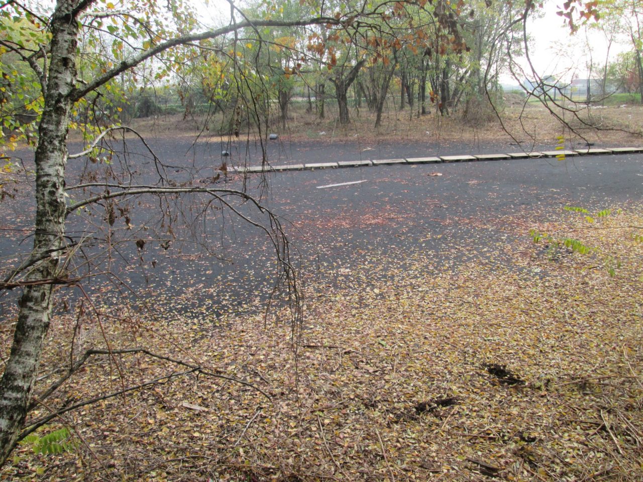 ex cava Gerri
