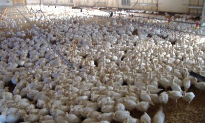 Allerta aviaria polli infetti a Cernusco