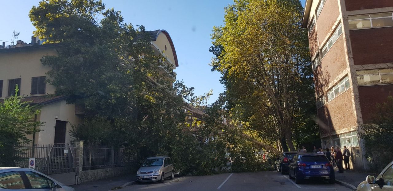 Albero crolla su auto e villetta, tragedia sfiorata a Sesto