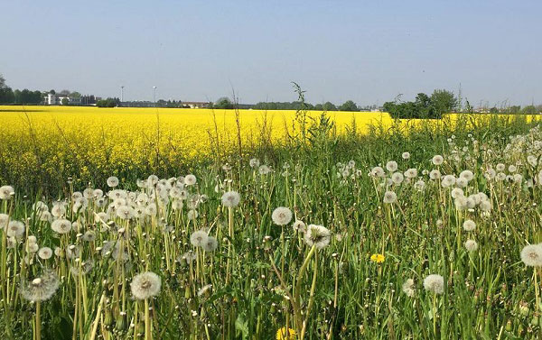 Il Pane è un Parco sovracomunale