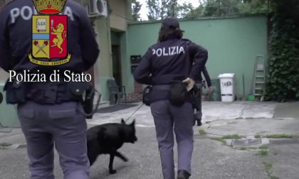 Arrestato per spaccio dalla Polizia: i cani anti-droga trovano mezzo etto di cocaina in casa
