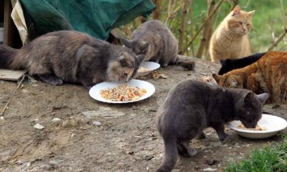 Gatti di strada raccolti cento chili di cibo