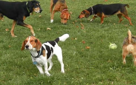 Cagnolino azzannato e ucciso davanti alla padrona