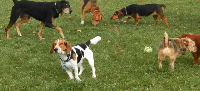 Il giardino della scuola diventa “bagno” per i cani