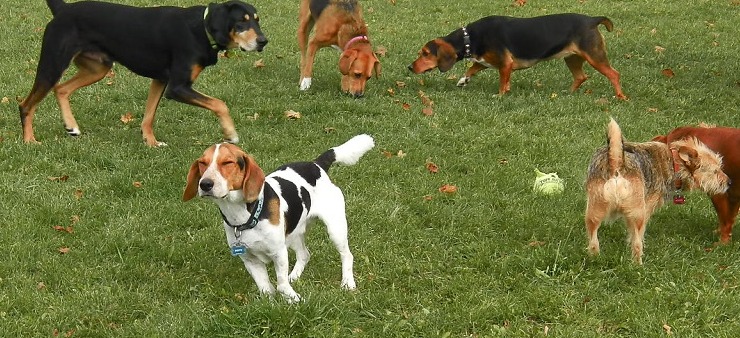 Cagnolino azzannato e ucciso davanti alla padrona