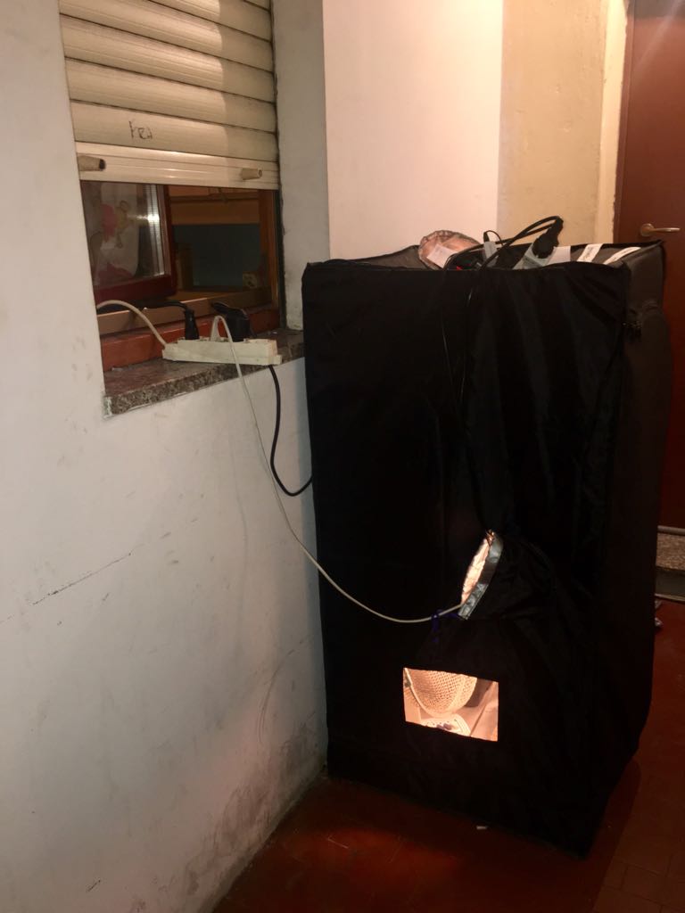 Coltiva marijuana sul balcone di casa