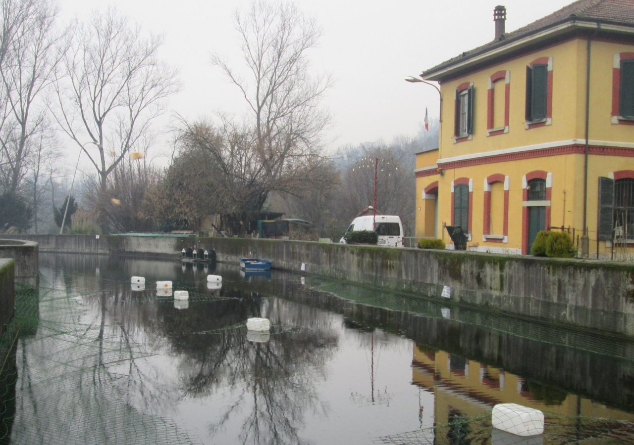 Volpe morta annegata nella Conca a Trezzo LA FOTO