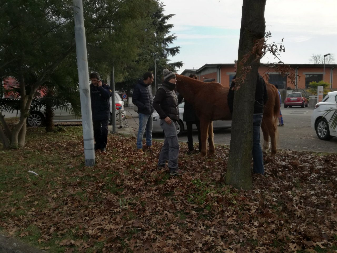 Cavallo e capra a spasso per Inzago
