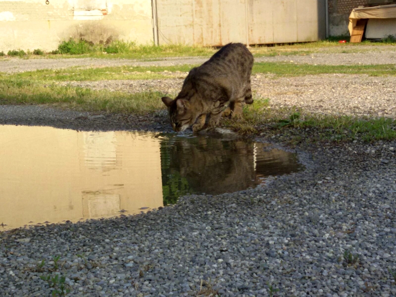 Raccolta alimentare per i gatti della colonie
