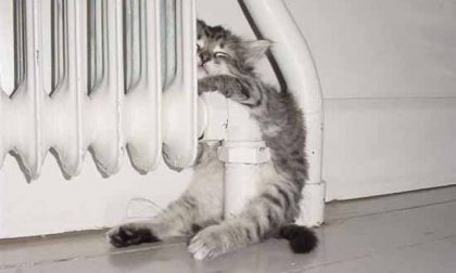 Gatto incastrato nel termosifone