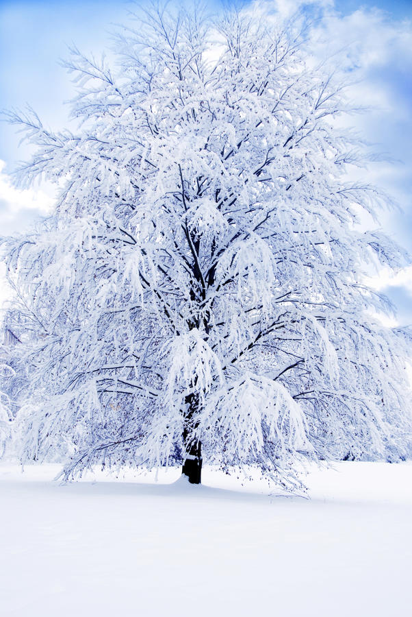 Neve e pioggia salvano l’agricoltura