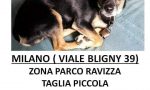 Ricompensa a chi ritroverà Olga