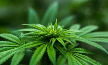 Chili di marijuana trovati in un fosso a Melzo, indagini in corso