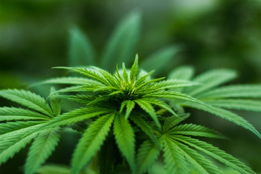 Il presidente Aga contro la canna “light”