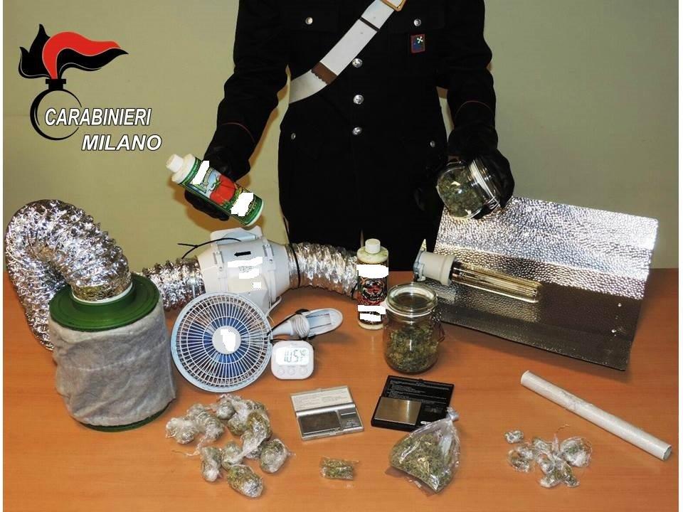 Coltiva marijuana in taverna arrestato