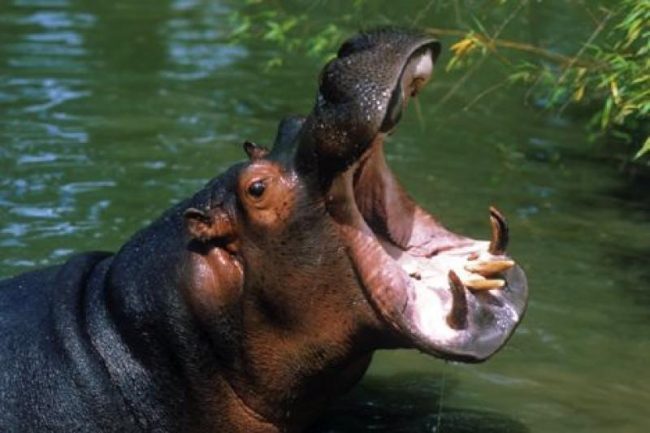 Azzannata da un ippopotamo durante un safari in Tanzania VIDEO