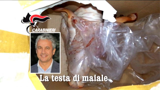Testa di maiale a un consigliere, grave intimidazione a Bellusco