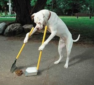 Cassano d’Adda: stretta sulle deiezioni canine per una città più pulita