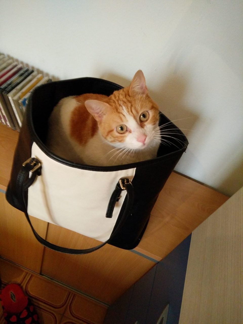 Gatto ucciso da un proiettile