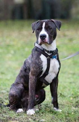 Un cucciolo in cerca di casa: ecco Thor