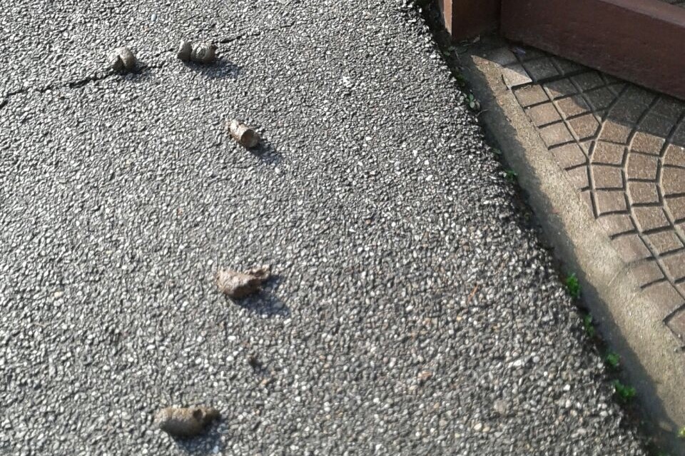 Deiezioni canine davanti a casa: “E’ una vergogna”