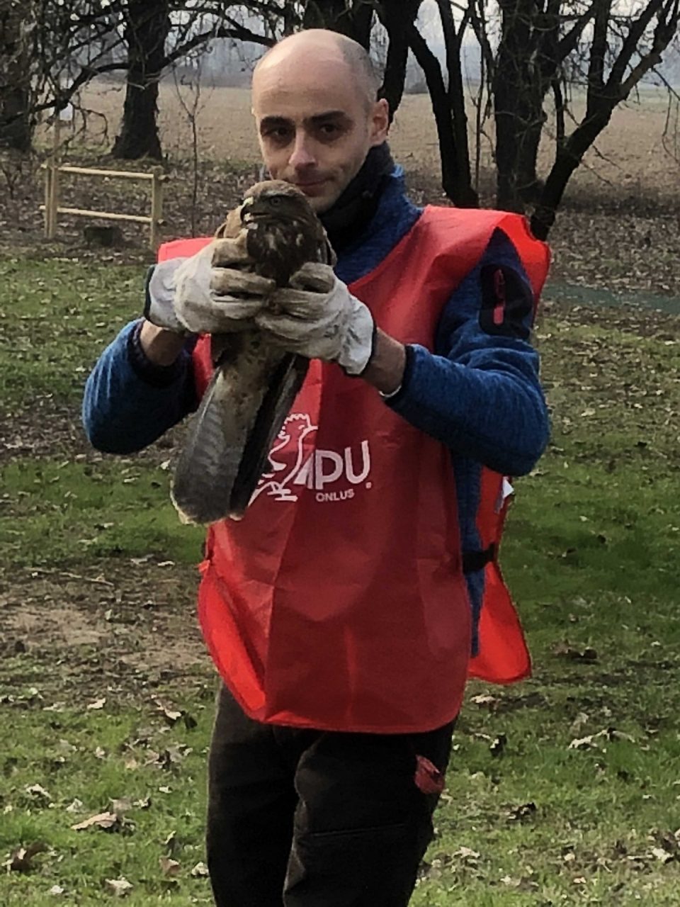 Liberata una poiana ferita da un cacciatore FOTO E VIDEO