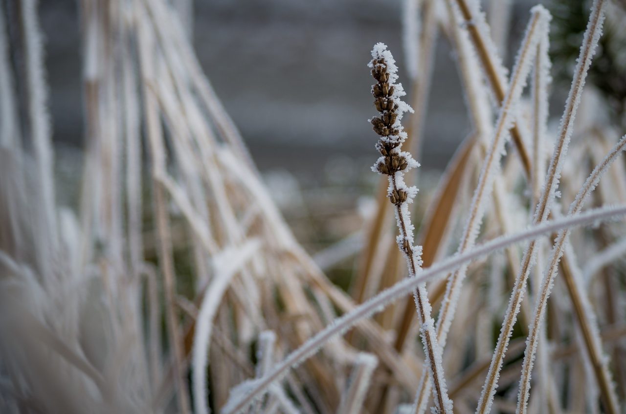 Il meteo sull’Adda-Martesana  brina vento temperature glaciali
