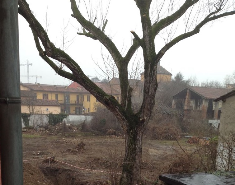 Pozzuolo pioppo storico ultima chiamata