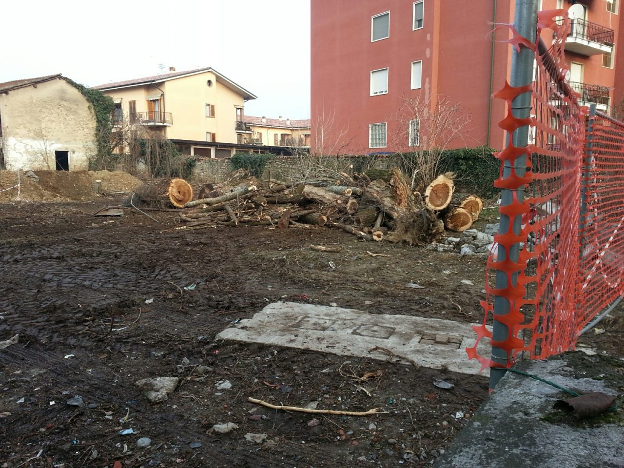 Cascina Bellaviti abbattuto lo storico pioppo di Pozzuolo