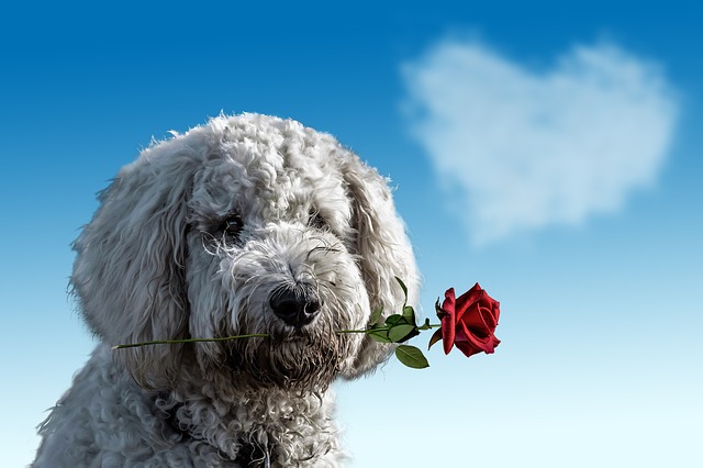 A voce o per messaggio, ecco i migliori auguri di San Valentino