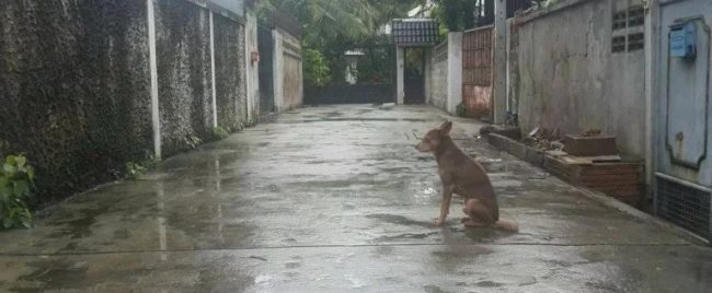 Lascia il cane legato sotto la pioggia, padrone denunciato per maltrattamenti