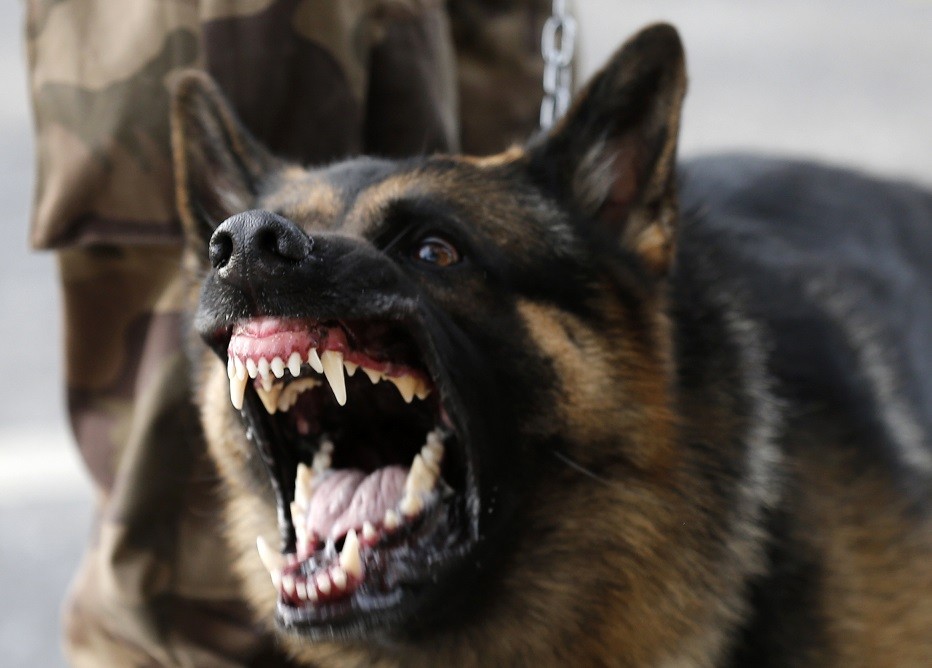 Anziano azzannato da un pastore tedesco: voleva salvare il suo cagnolino