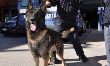 Polizia e cani antidroga a scuola: spunta fuori dell'hashish