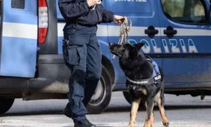 Cani antidroga della Polizia nei bar della "movida"