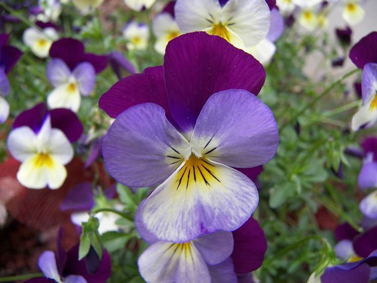 Due giorni all’insegna della Festa dei fiori