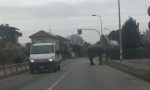 Elefante scappa dal circo e danneggia un'auto