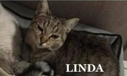 Esplosione Rescaldina: dopo il cane, a distanza di un mese salvata anche una gattina