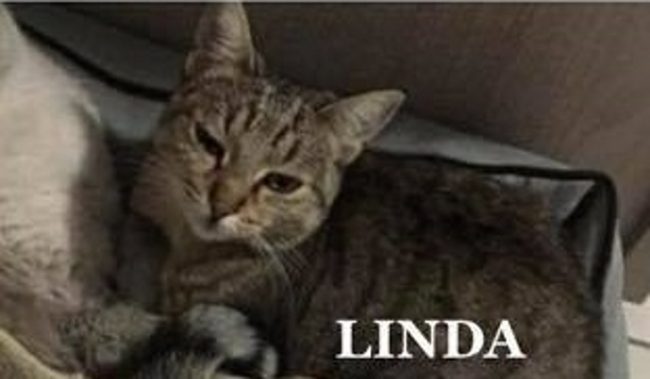 Esplosione Rescaldina: dopo il cane, a distanza di un mese salvata anche una gattina